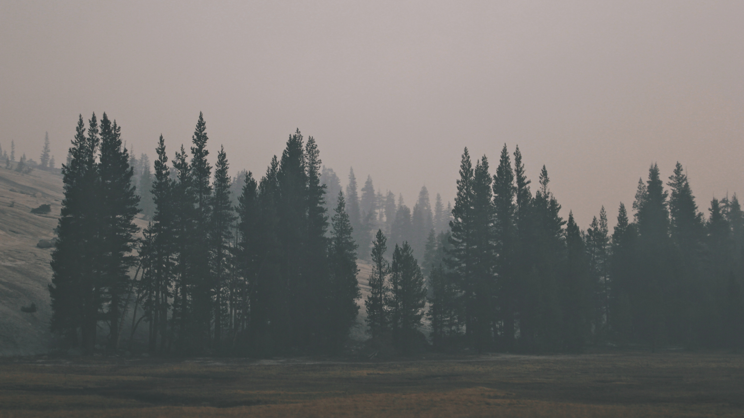 Green Pine Trees on Brown Field Under White Sky During Daytime. Wallpaper in 2560x1440 Resolution