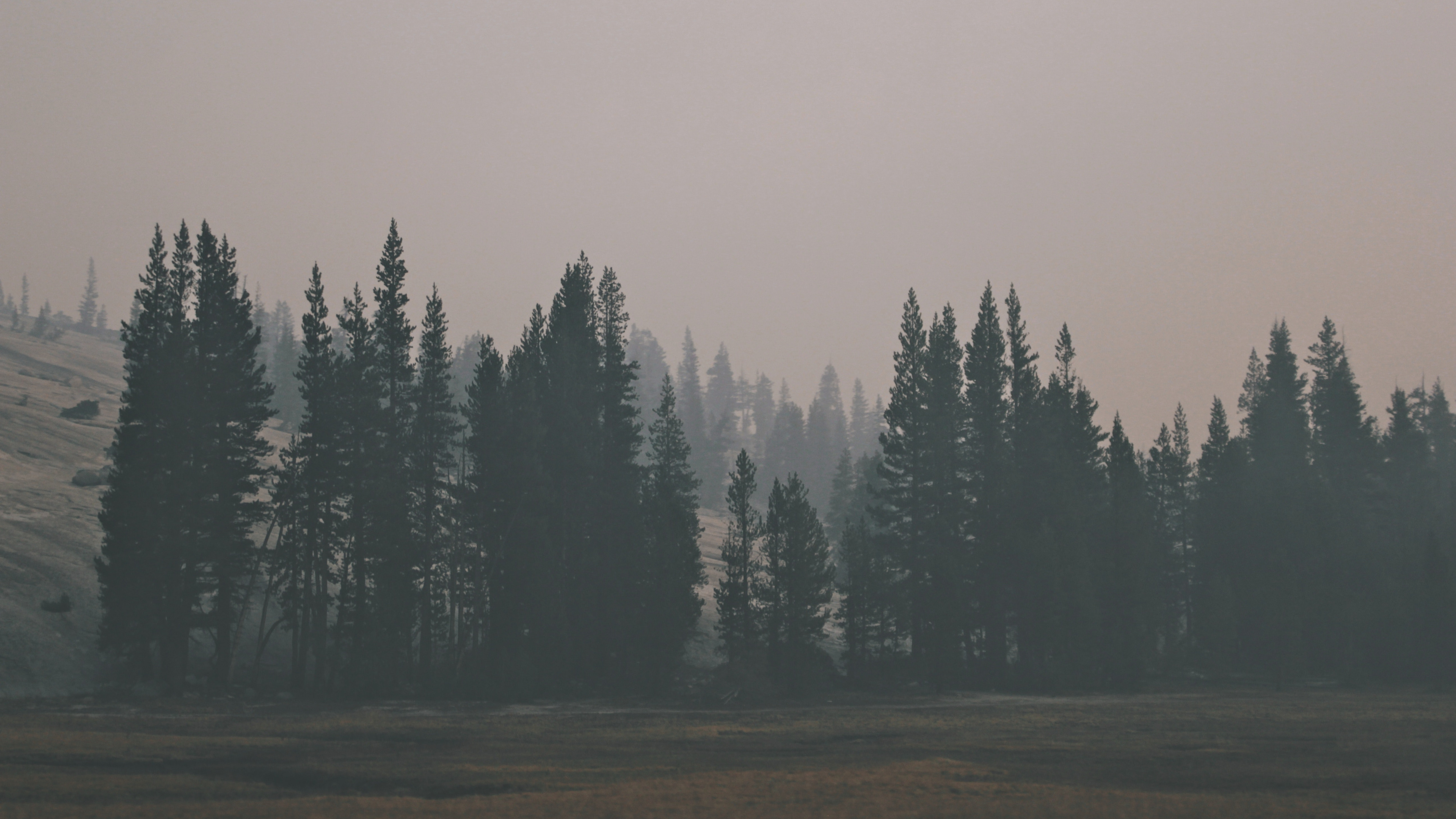Green Pine Trees on Brown Field Under White Sky During Daytime. Wallpaper in 3840x2160 Resolution