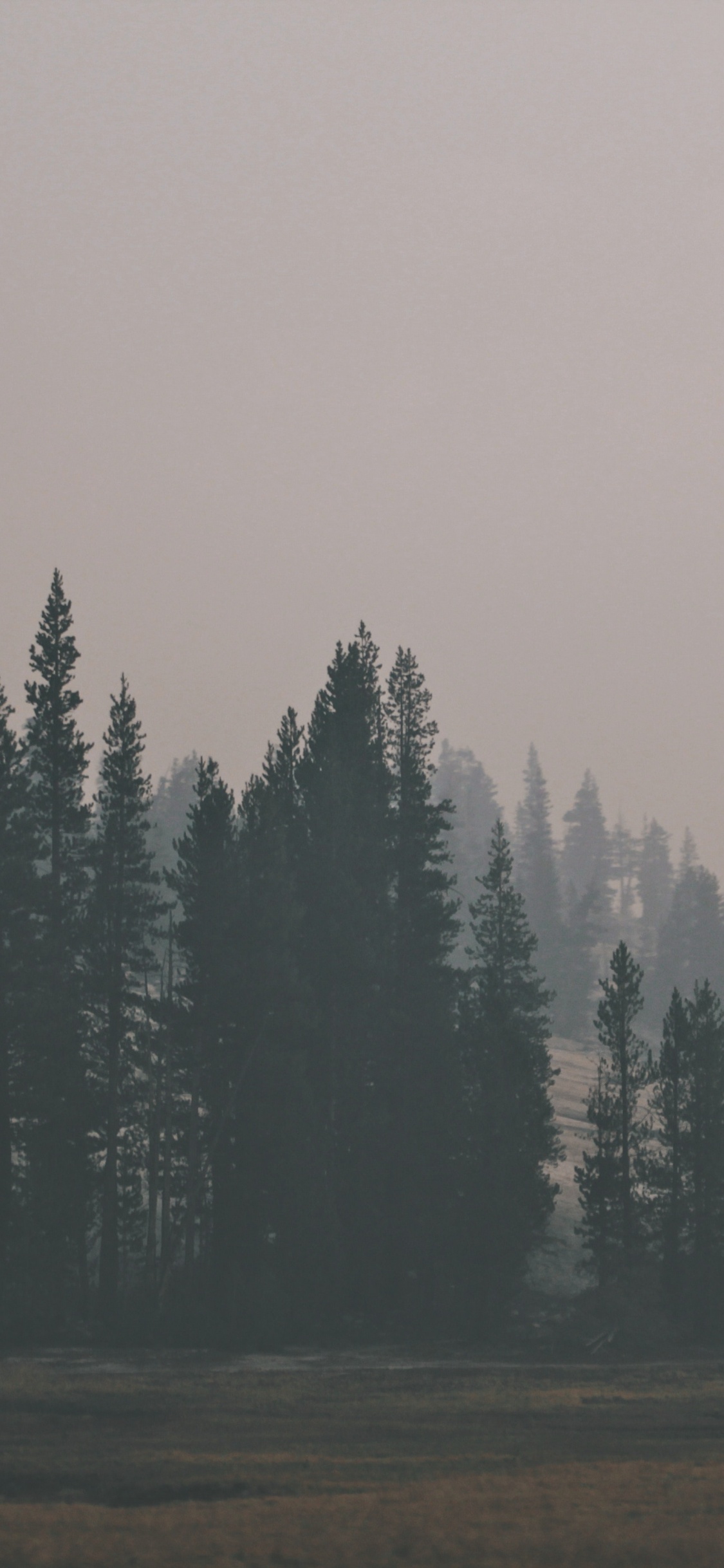 Grüne Pinien Auf Braunem Feld Unter Weißem Himmel Tagsüber. Wallpaper in 1125x2436 Resolution