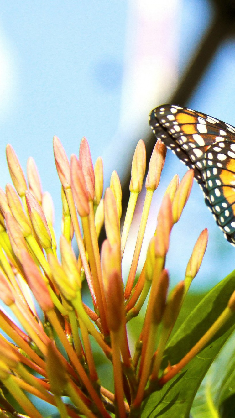 Papillon Monarque Perché Sur Une Fleur Jaune en Photographie Rapprochée Pendant la Journée. Wallpaper in 750x1334 Resolution