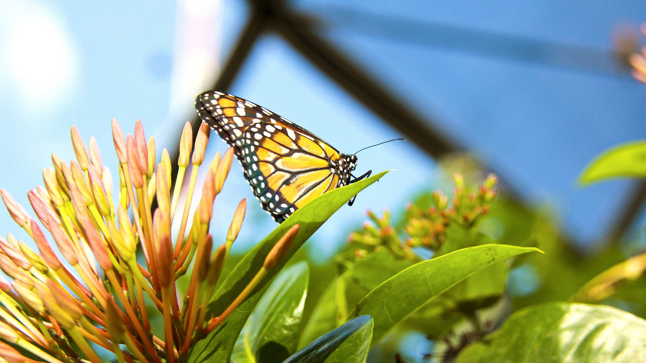 Monarch Butterfly Perched on Yellow Flower in Close up Photography During Daytime. Wallpaper in 2560x1440 Resolution