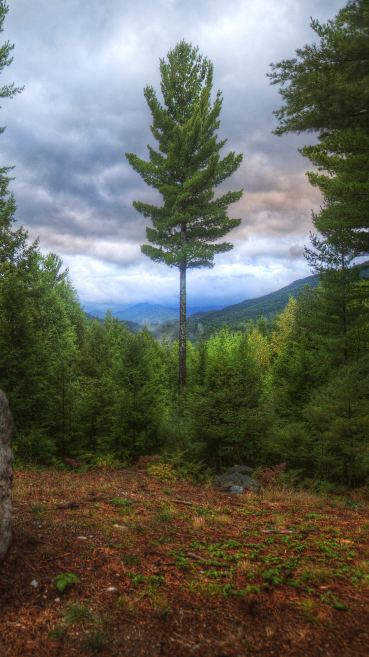 Green Trees and Brown Rock Formation Under Blue Sky During Daytime. Wallpaper in 750x1334 Resolution