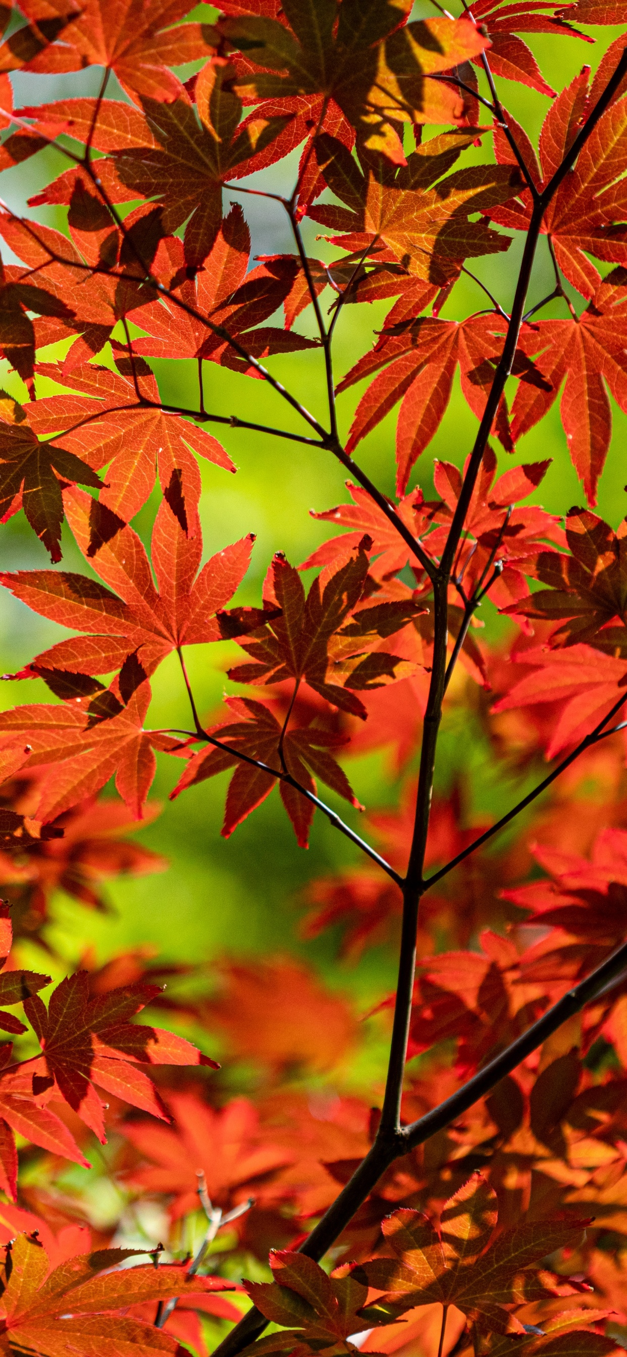 Flowering Plant, Leaf, Tree, Plant, Maple Leaf. Wallpaper in 1242x2688 Resolution