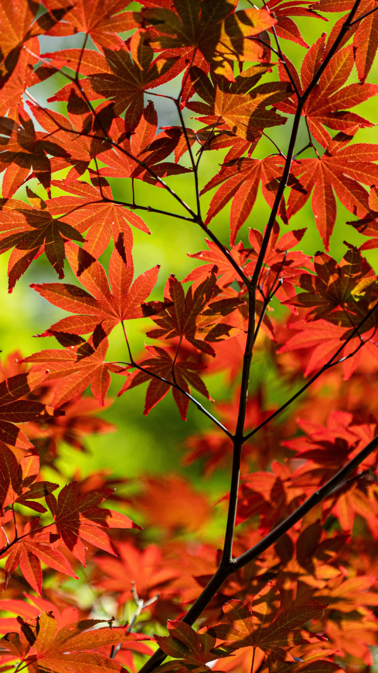 Blühende Pflanze, Blatt, Baum, Maple Leaf, Vegetation. Wallpaper in 750x1334 Resolution