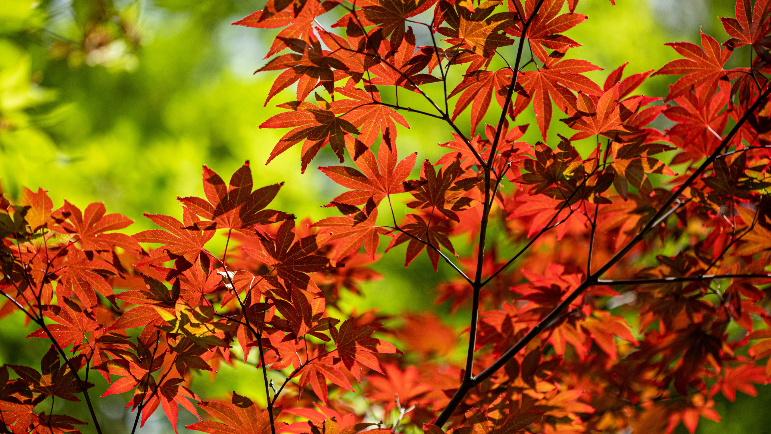 显花植物, 枫叶, 红色的, 植被, 落叶 壁纸 2560x1440 允许