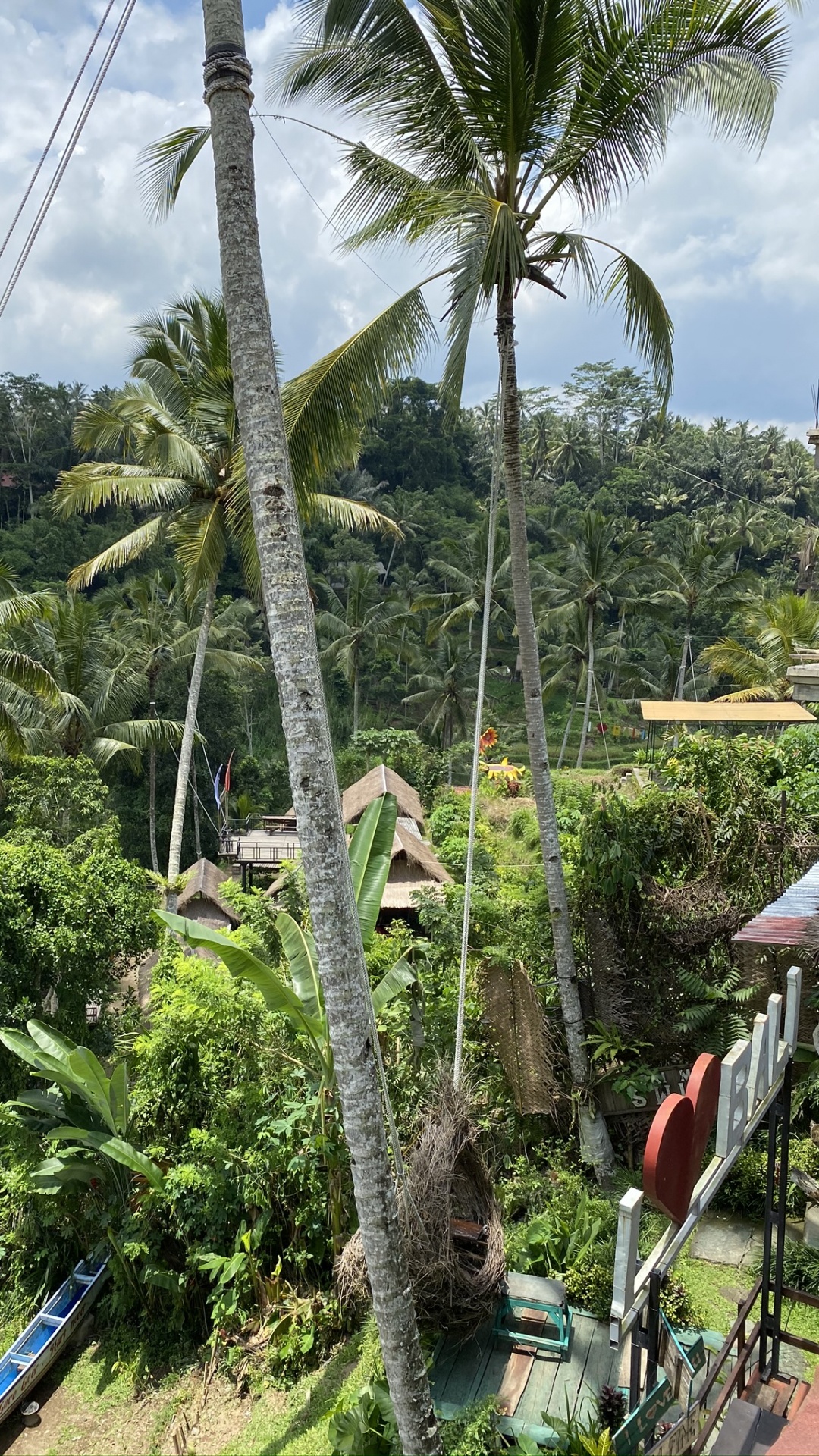 Vegetation, Palm Trees, Plant Community, Science, Tree. Wallpaper in 1080x1920 Resolution