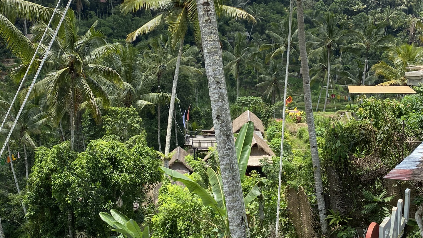 Vegetation, Palm Trees, Plant Community, Science, Tree. Wallpaper in 1366x768 Resolution