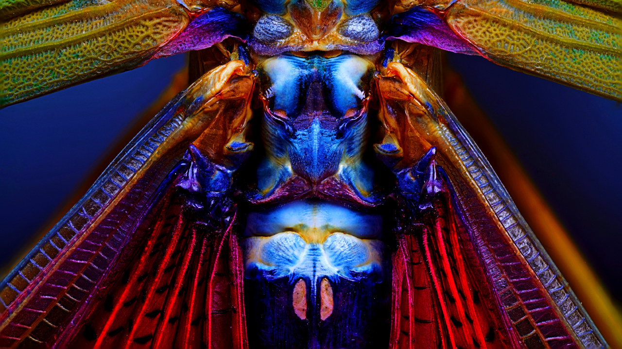 Blau, Purpur, Farbigkeit, Magenta, Electric Blue. Wallpaper in 1280x720 Resolution