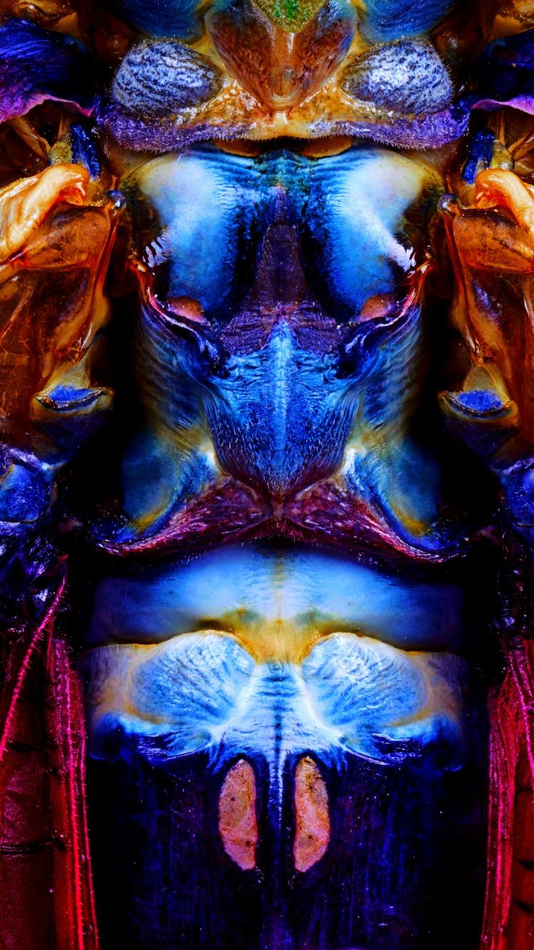 Blue, Purple, Colorfulness, Magenta, Electric Blue. Wallpaper in 750x1334 Resolution