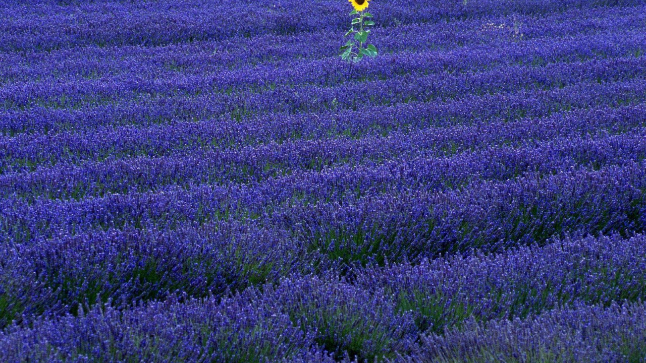Ballon Jaune Sur Terrain D'herbe Verte Pendant la Journée. Wallpaper in 1280x720 Resolution