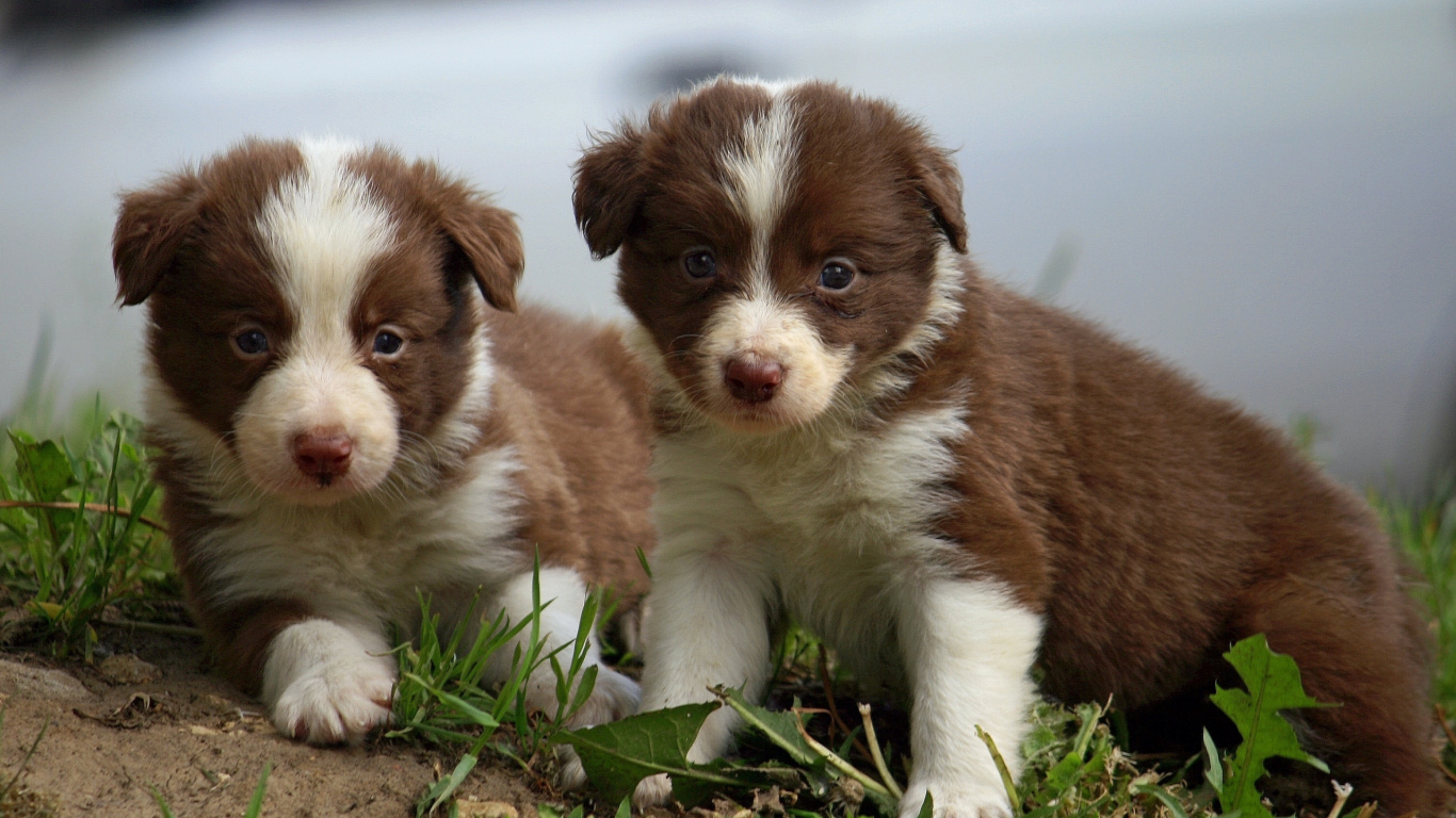 Brown and White Short Coated Puppy on Green Grass During Daytime. Wallpaper in 1366x768 Resolution
