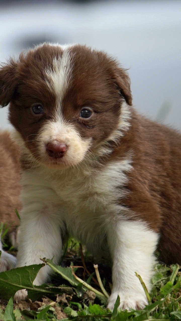 Brown and White Short Coated Puppy on Green Grass During Daytime. Wallpaper in 720x1280 Resolution