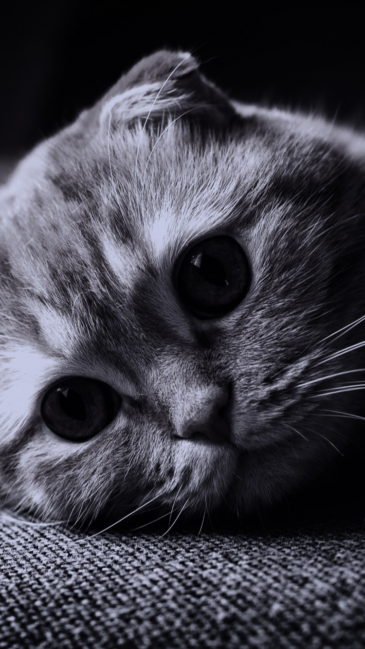 Photo en Niveaux de Gris D'un Chaton Tigré. Wallpaper in 750x1334 Resolution