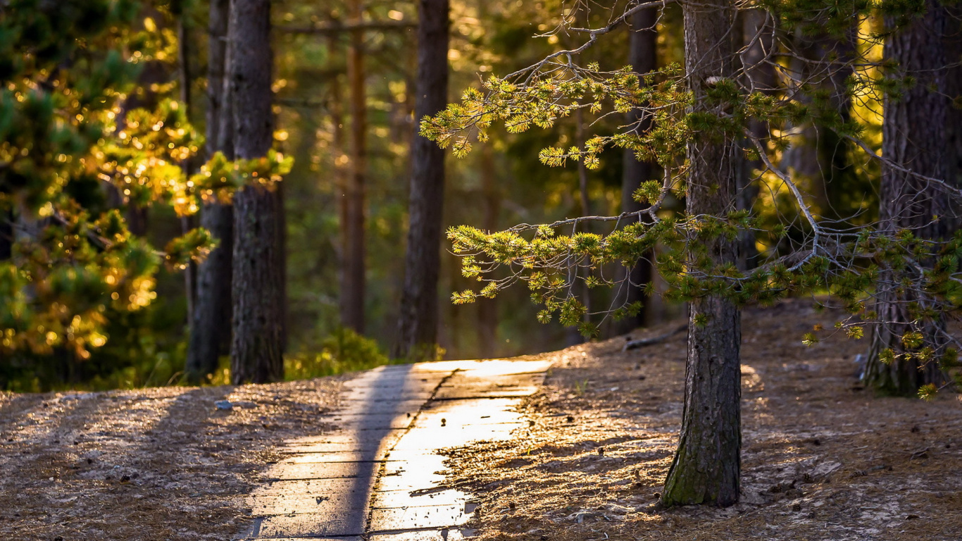 Brown Dirt Road in Between Green Trees During Daytime. Wallpaper in 1366x768 Resolution
