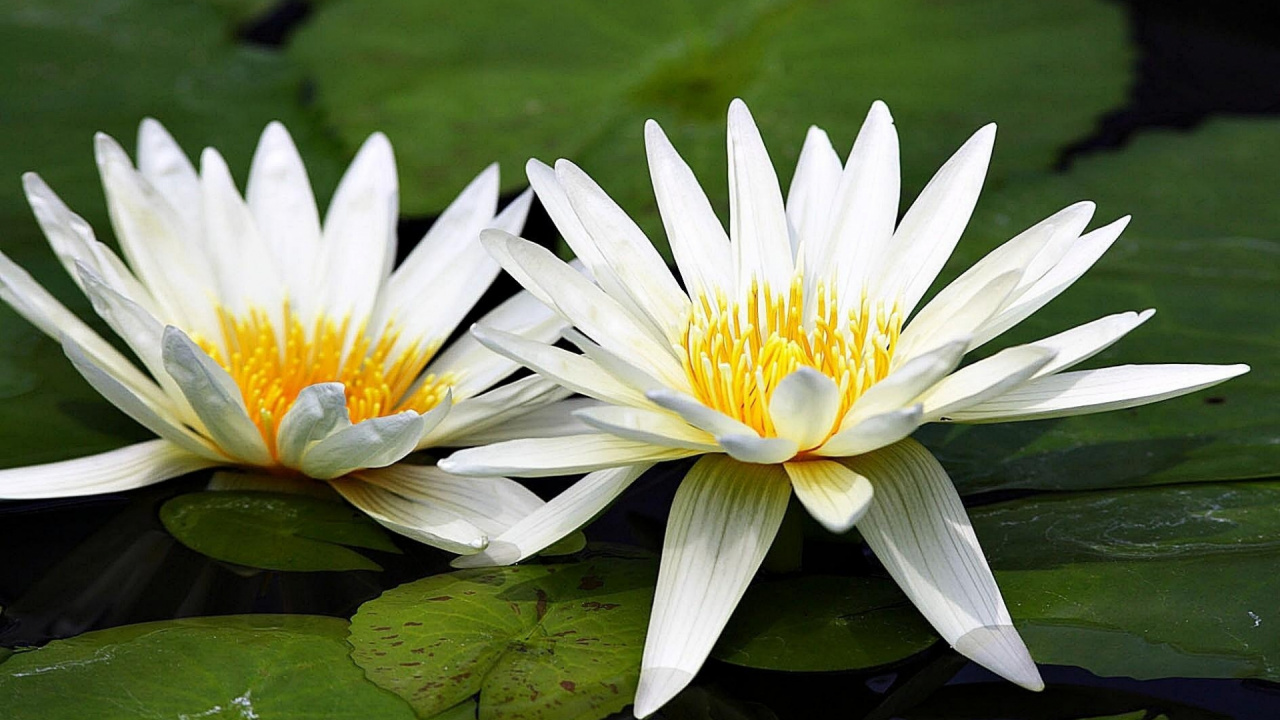 Flor de Loto Blanca Sobre el Agua. Wallpaper in 1280x720 Resolution