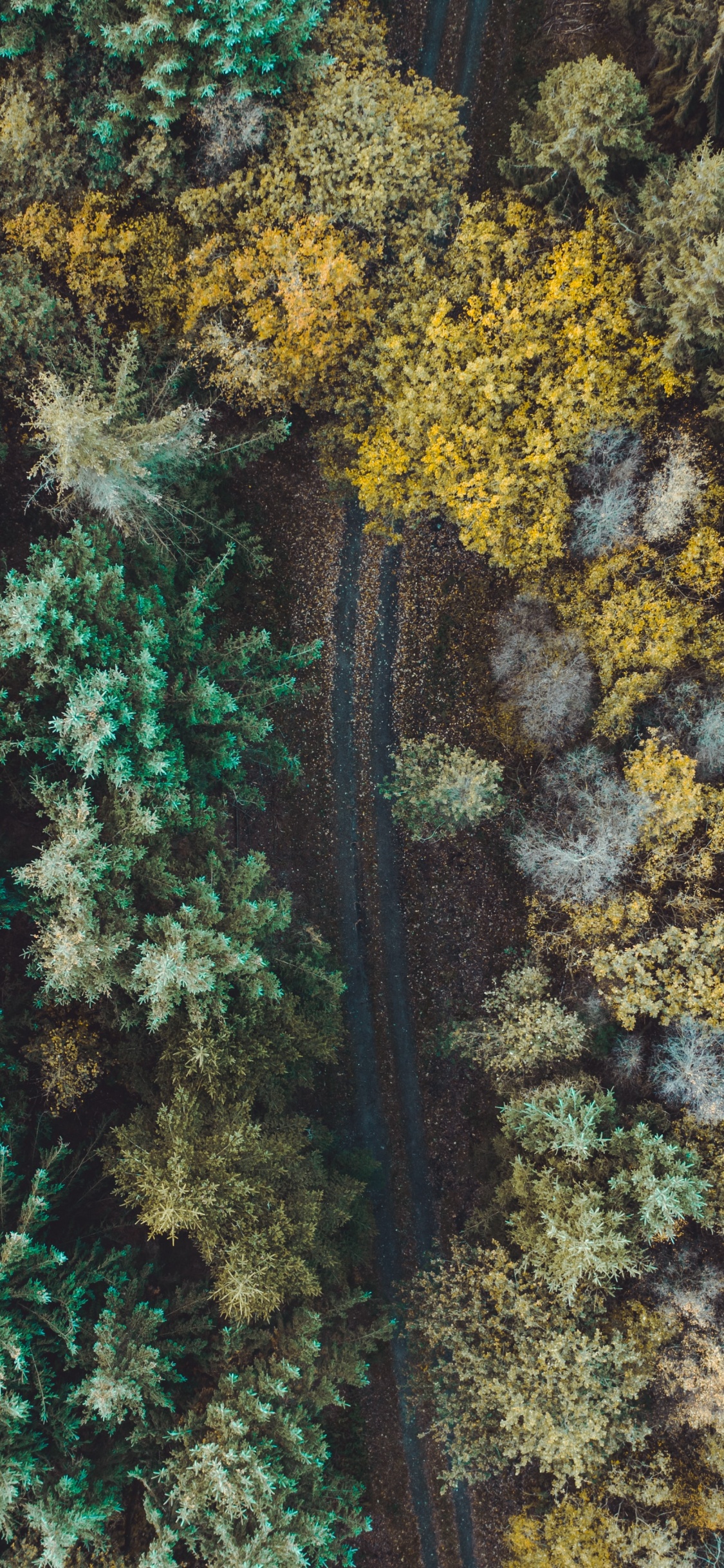 Green, Environnement Naturel, Art Fractal, le Récif de Corail, Récif. Wallpaper in 1125x2436 Resolution