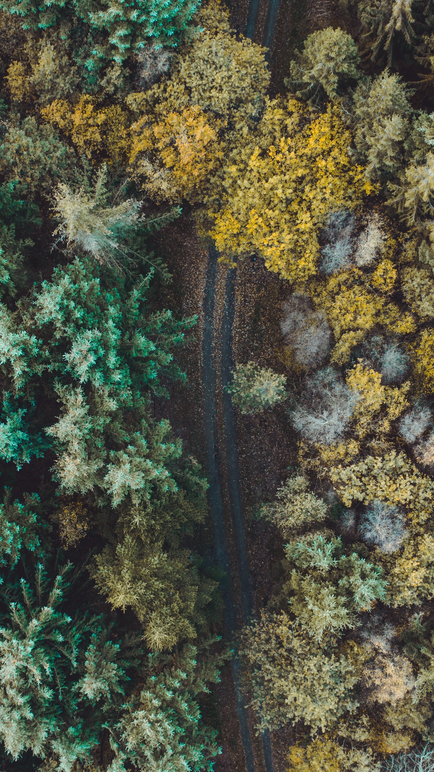 Gr, Natürlichen Umgebung, Fraktale Kunst, Korallenriff, Riff. Wallpaper in 1440x2560 Resolution