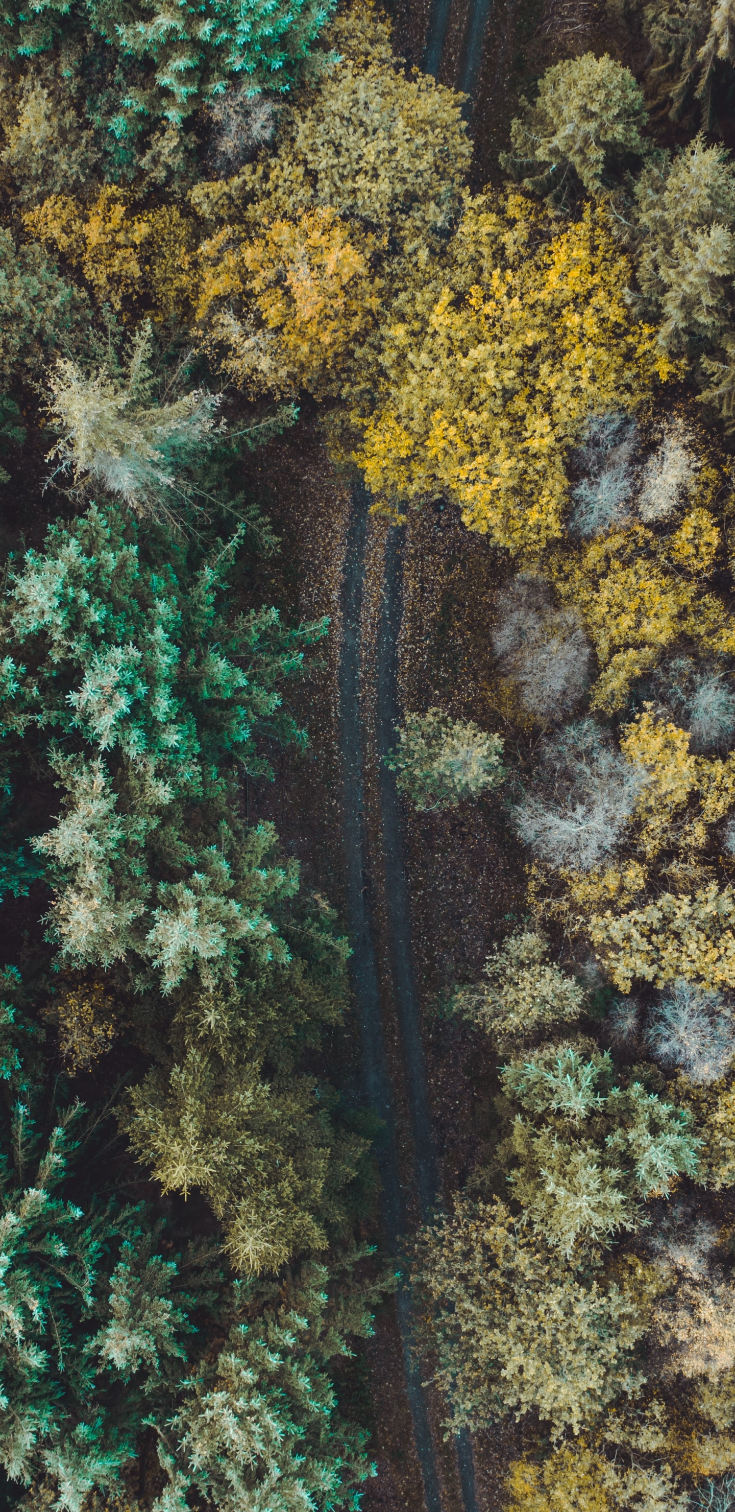 Gr, Natürlichen Umgebung, Fraktale Kunst, Korallenriff, Riff. Wallpaper in 1440x2960 Resolution