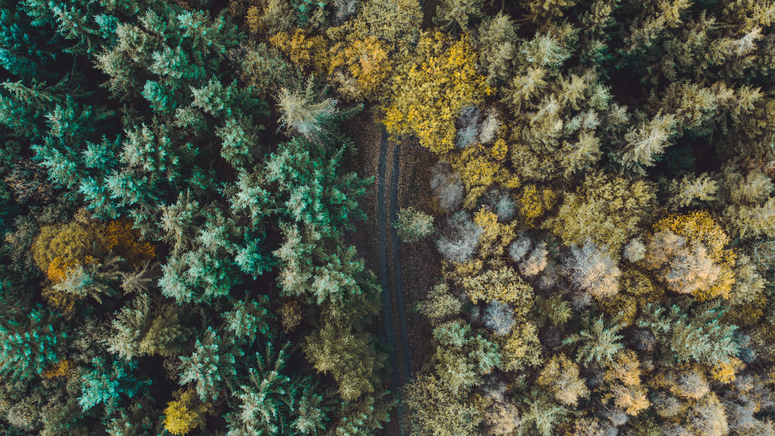 Gr, Natürlichen Umgebung, Fraktale Kunst, Korallenriff, Riff. Wallpaper in 2560x1440 Resolution