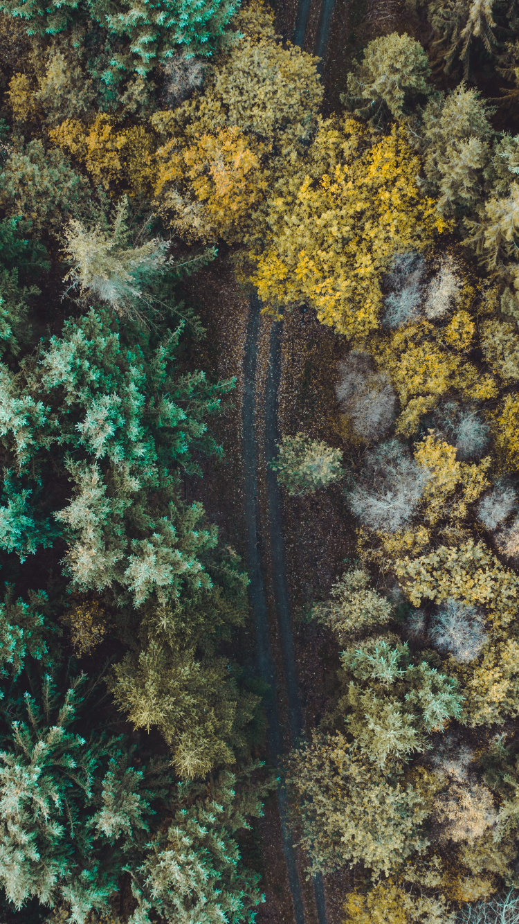 Gr, Natürlichen Umgebung, Fraktale Kunst, Korallenriff, Riff. Wallpaper in 750x1334 Resolution