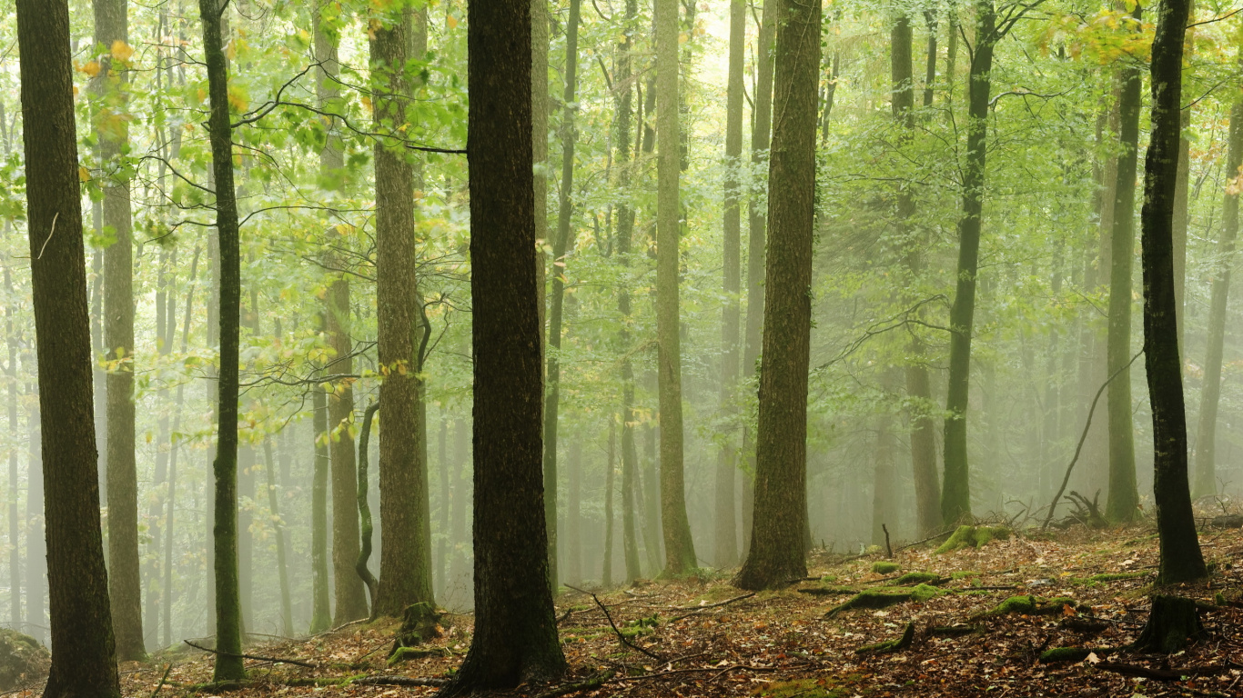 Arbres Verts Sur la Forêt Pendant la Journée. Wallpaper in 1366x768 Resolution