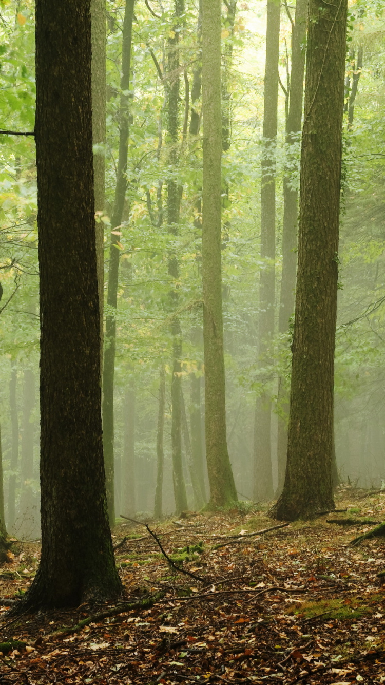 Arbres Verts Sur la Forêt Pendant la Journée. Wallpaper in 750x1334 Resolution
