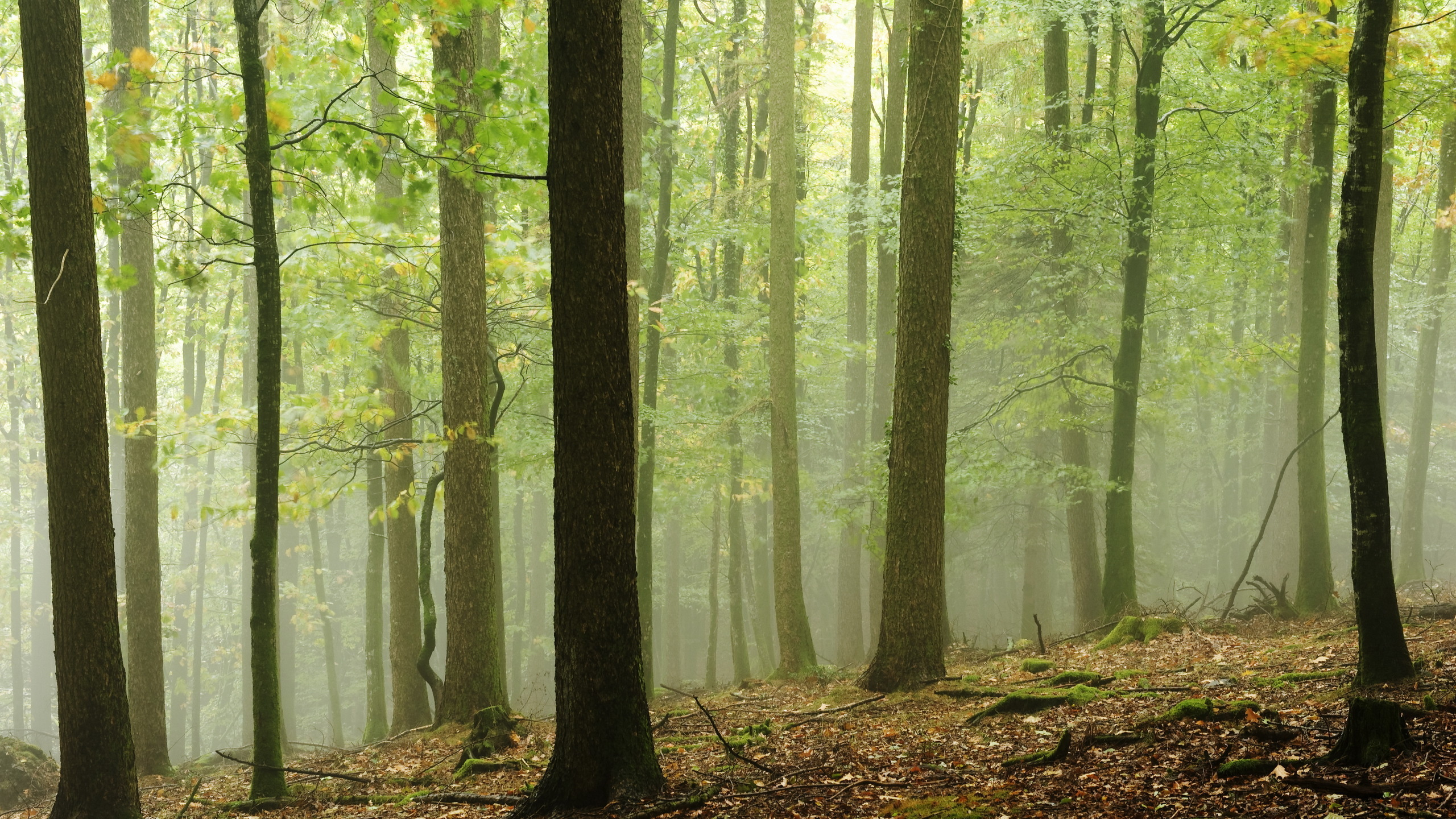 Tagsüber Grüne Bäume im Wald. Wallpaper in 2560x1440 Resolution