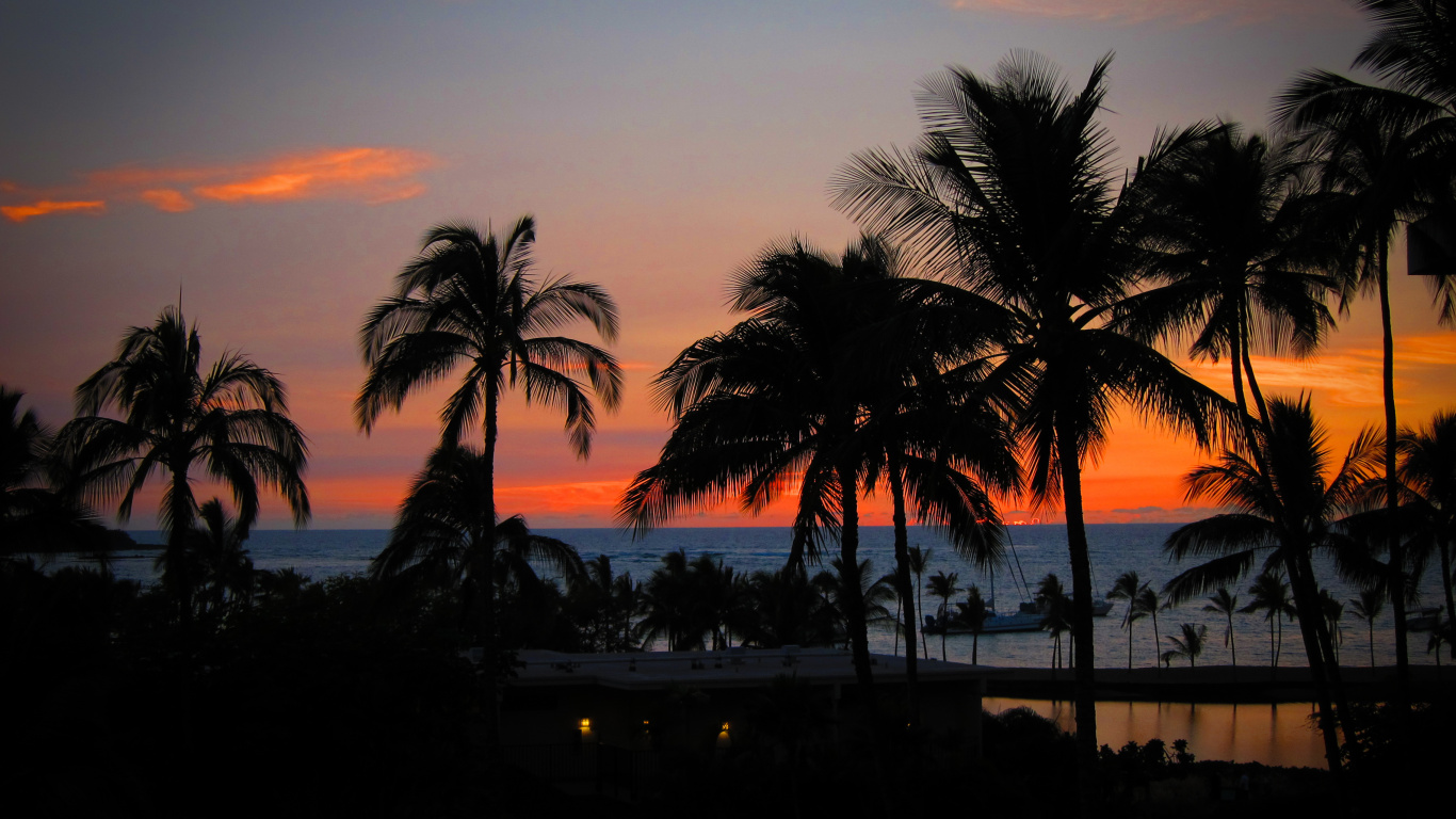 Silueta de Palmeras Durante la Puesta de Sol. Wallpaper in 1366x768 Resolution