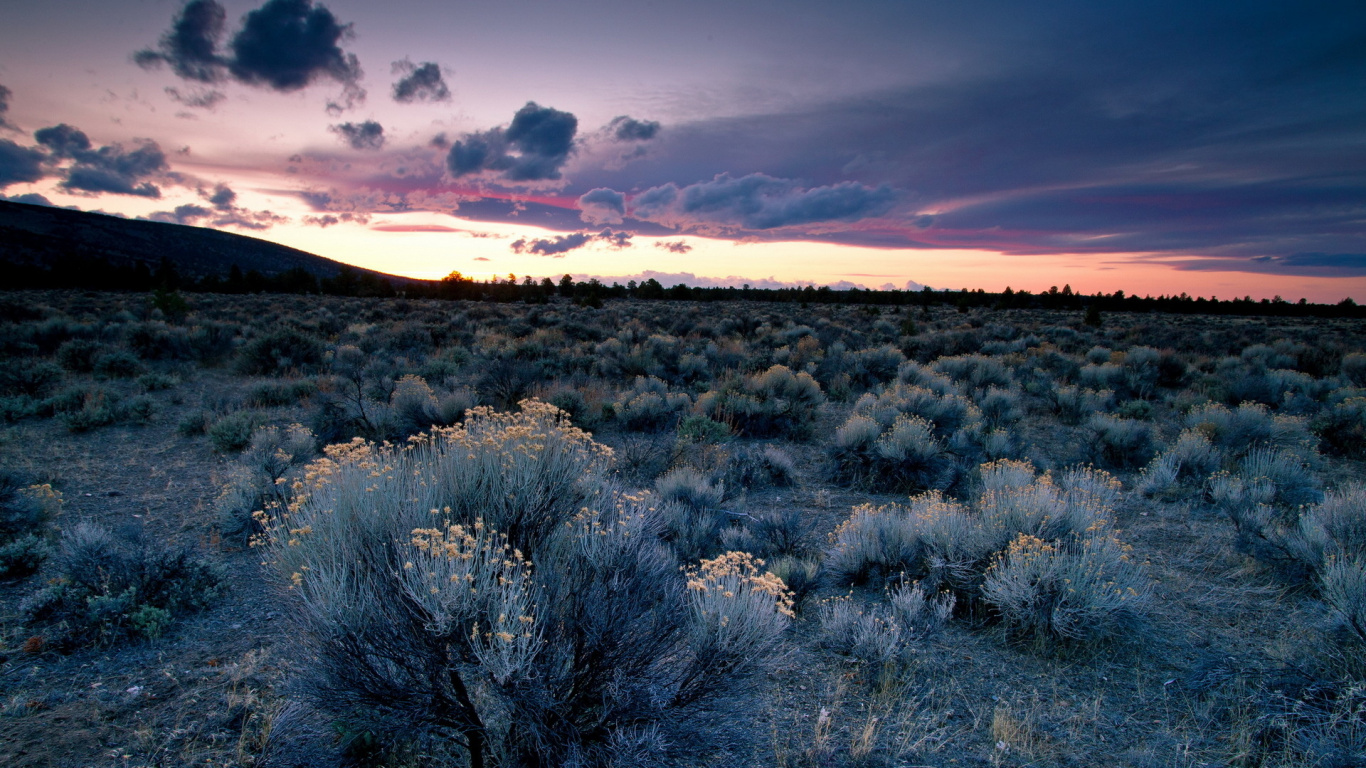 Leafless Trees on Grass Field Under Cloudy Sky. Wallpaper in 1366x768 Resolution