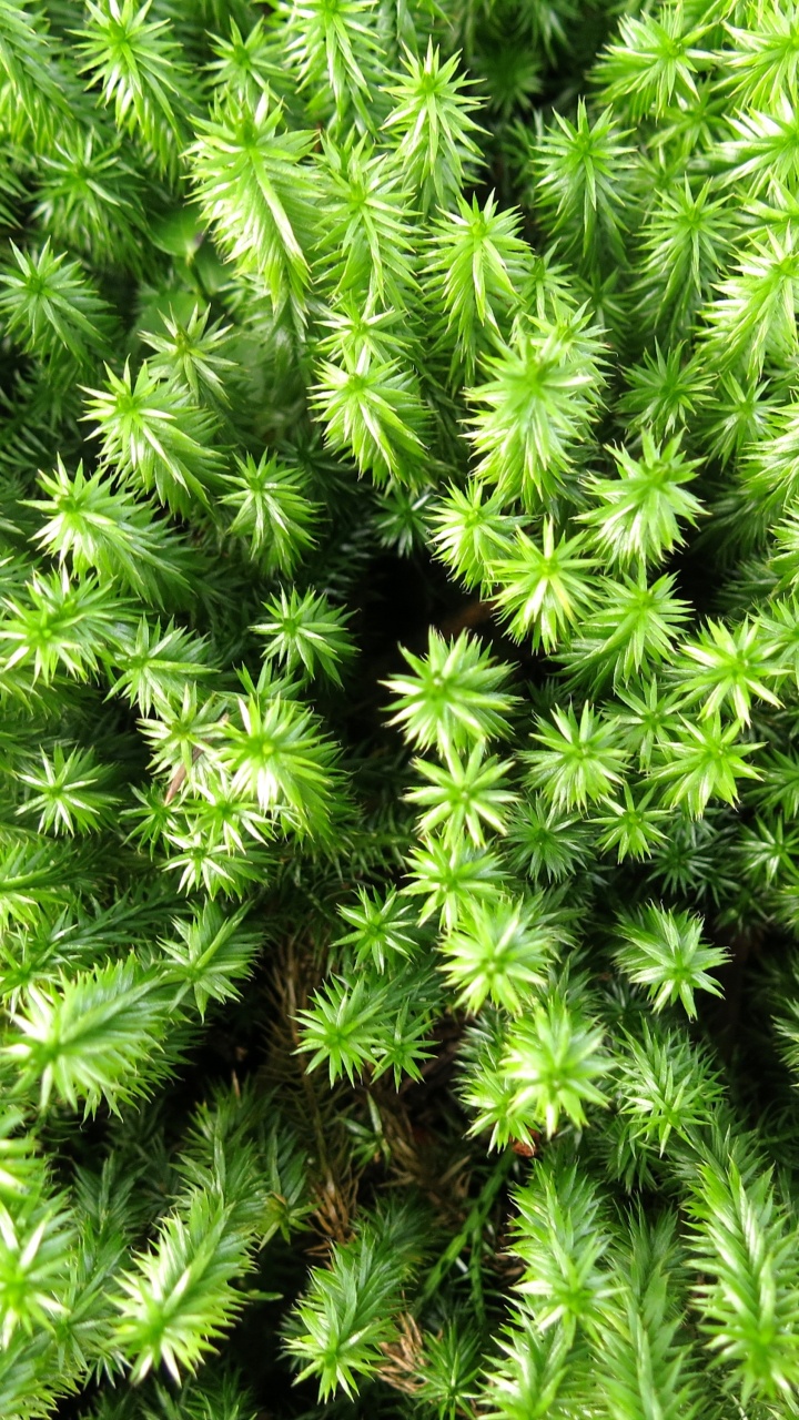 Plante de Fougère Verte Pendant la Journée. Wallpaper in 720x1280 Resolution