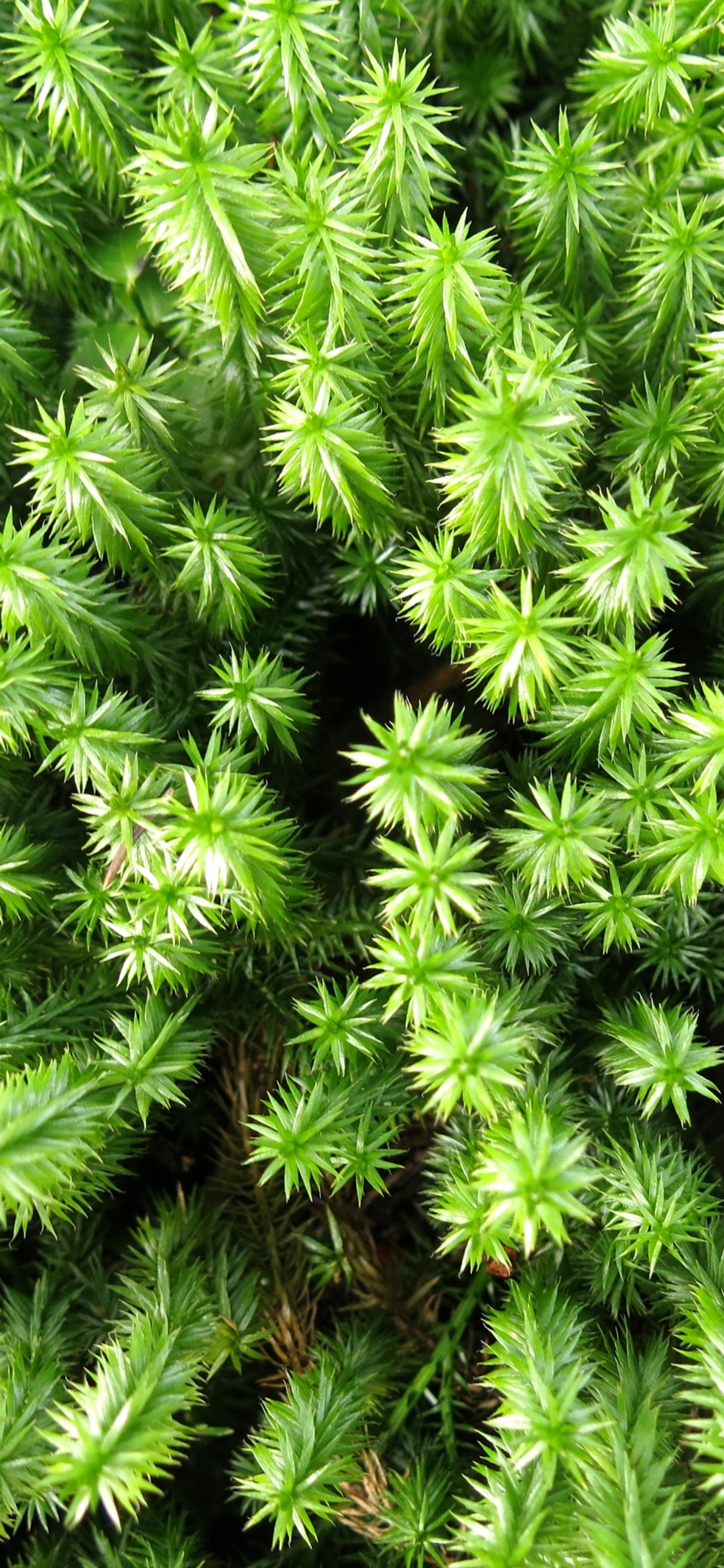 Green Fern Plant During Daytime. Wallpaper in 1125x2436 Resolution