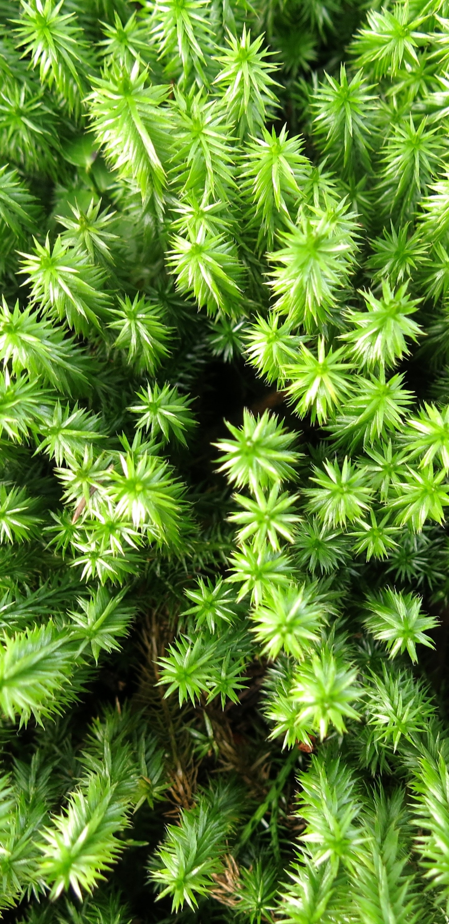 Green Fern Plant During Daytime. Wallpaper in 1440x2960 Resolution