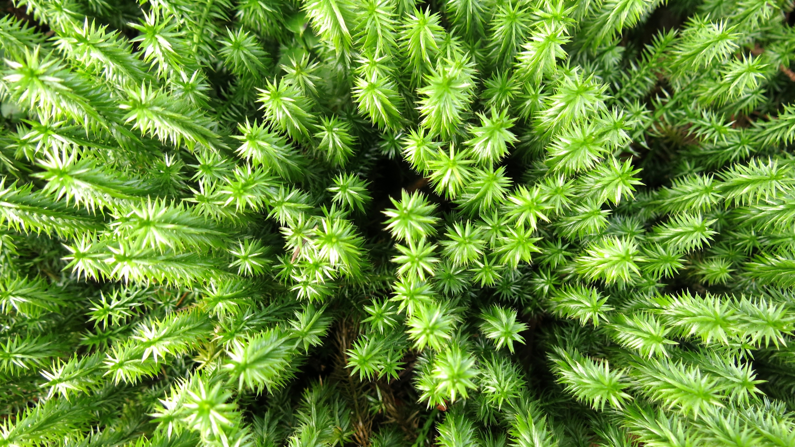 Grüne Farnpflanze Tagsüber. Wallpaper in 2560x1440 Resolution