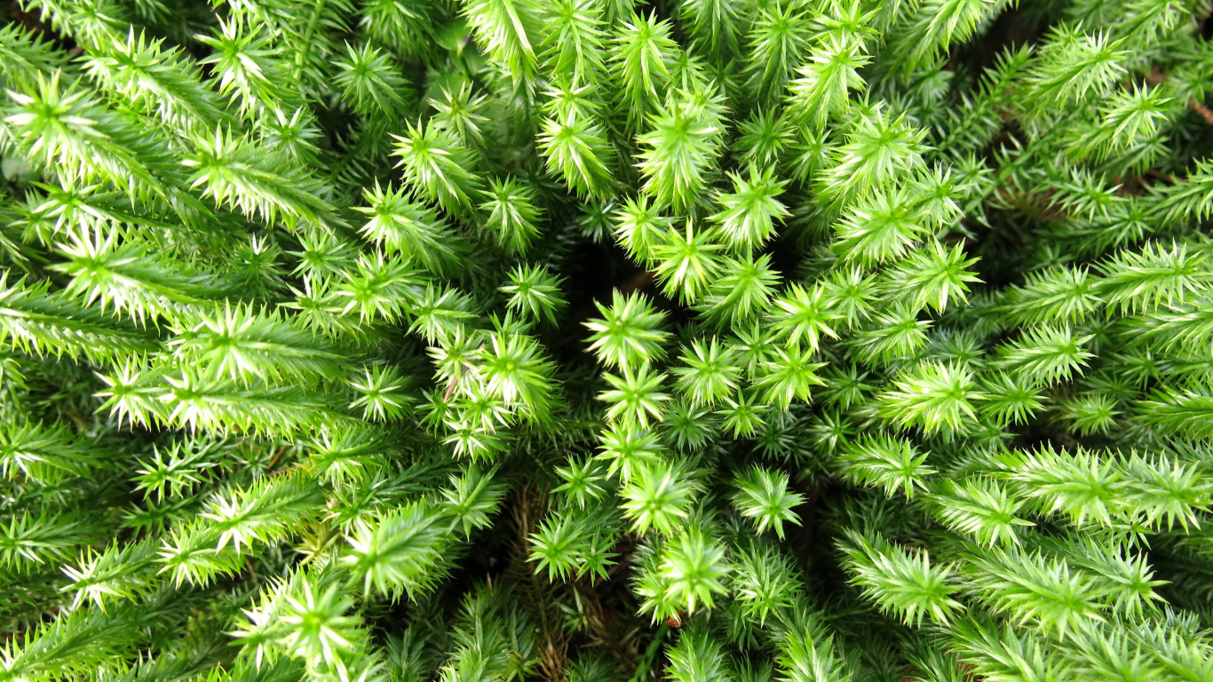 植被, Fir, 社会, 地被, 松的家庭 壁纸 1366x768 允许