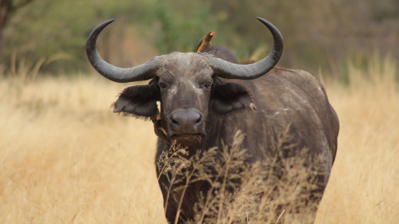 喇叭, 非洲水牛, 水牛, 野生动物, 陆地动物 壁纸 1280x720 允许