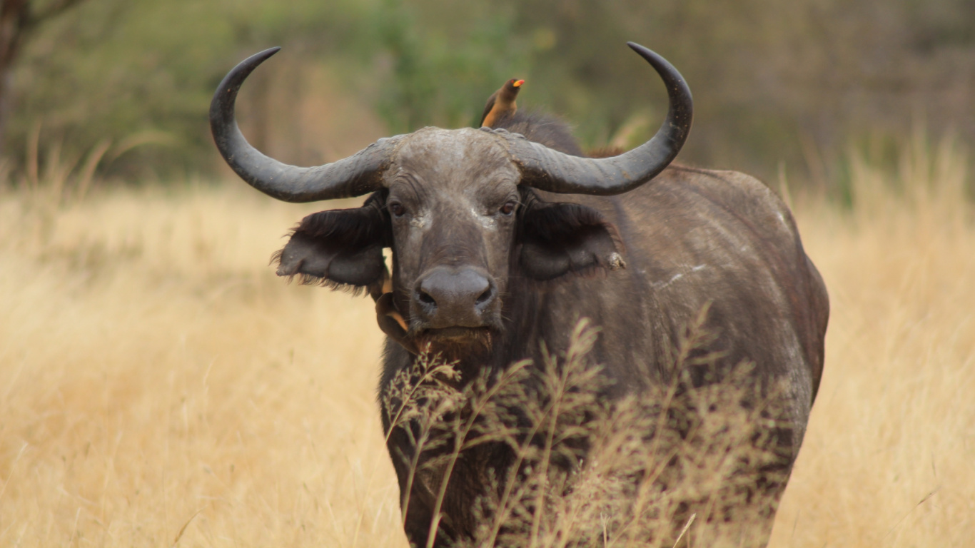 喇叭, 非洲水牛, 水牛, 野生动物, 陆地动物 壁纸 1366x768 允许