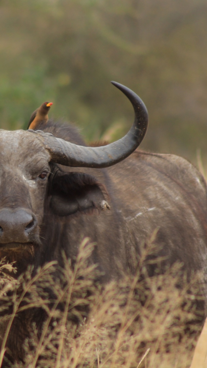 喇叭, 非洲水牛, 水牛, 野生动物, 陆地动物 壁纸 720x1280 允许