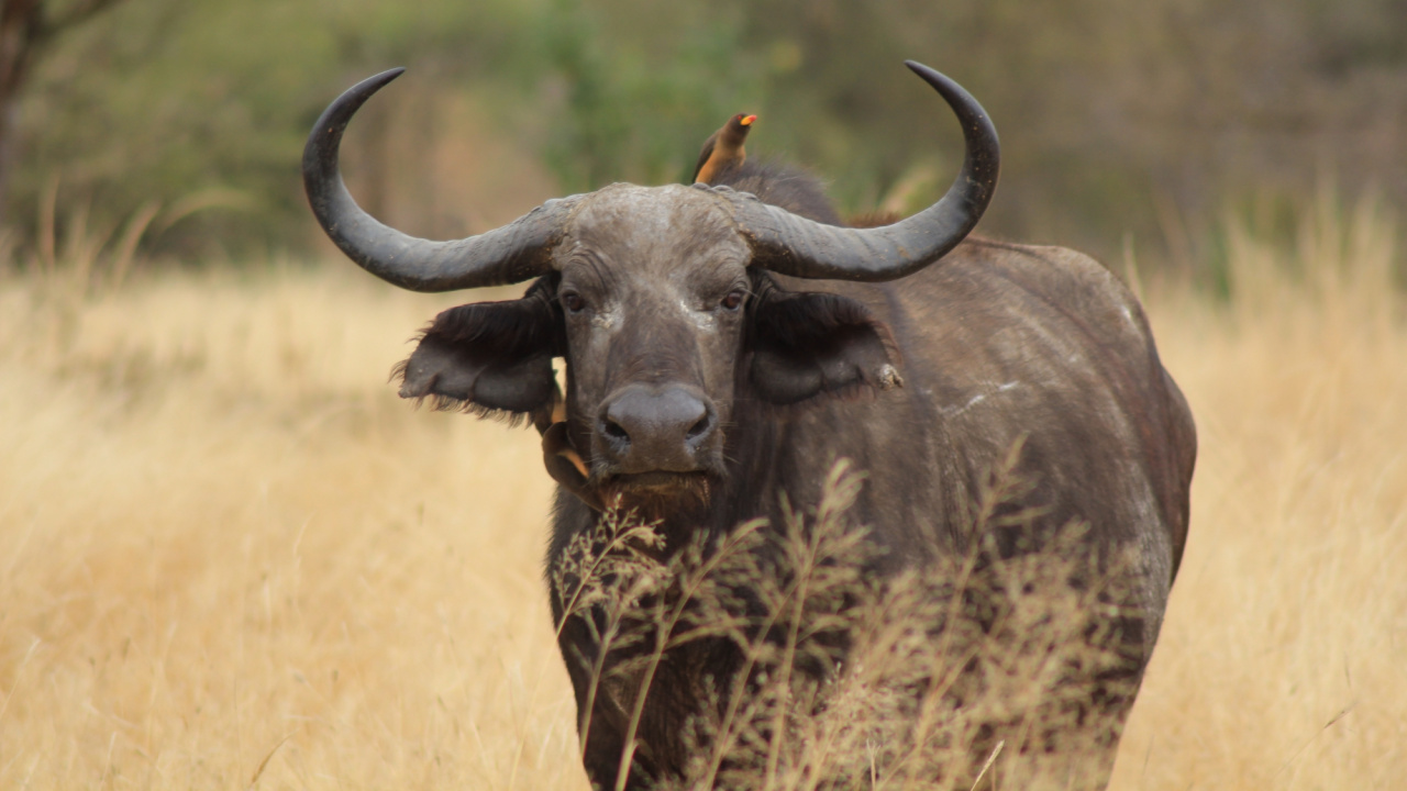 Black Water Buffalo on Brown Grass Field During Daytime. Wallpaper in 1280x720 Resolution