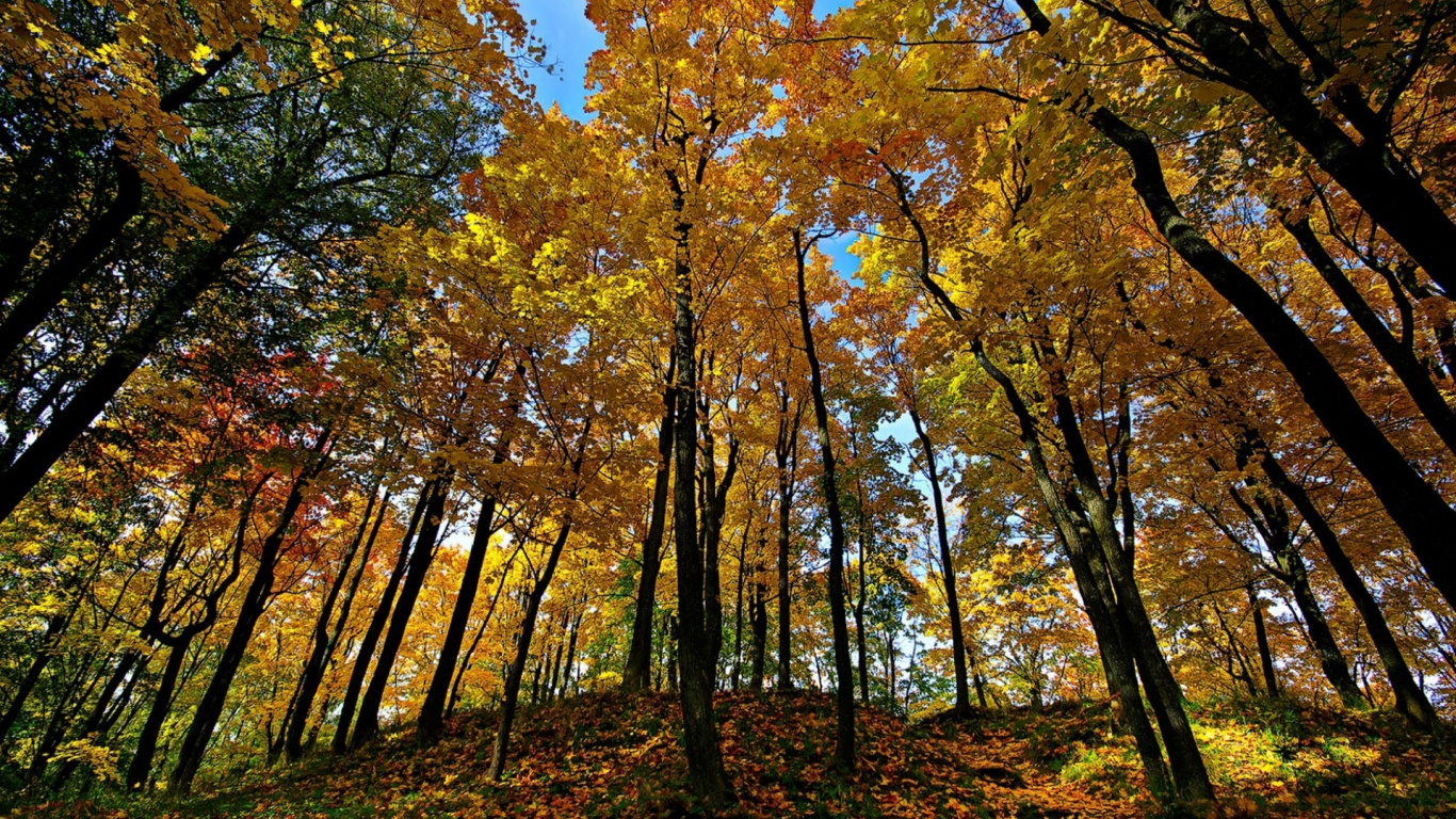 Brown and Green Trees Under Blue Sky During Daytime. Wallpaper in 1366x768 Resolution