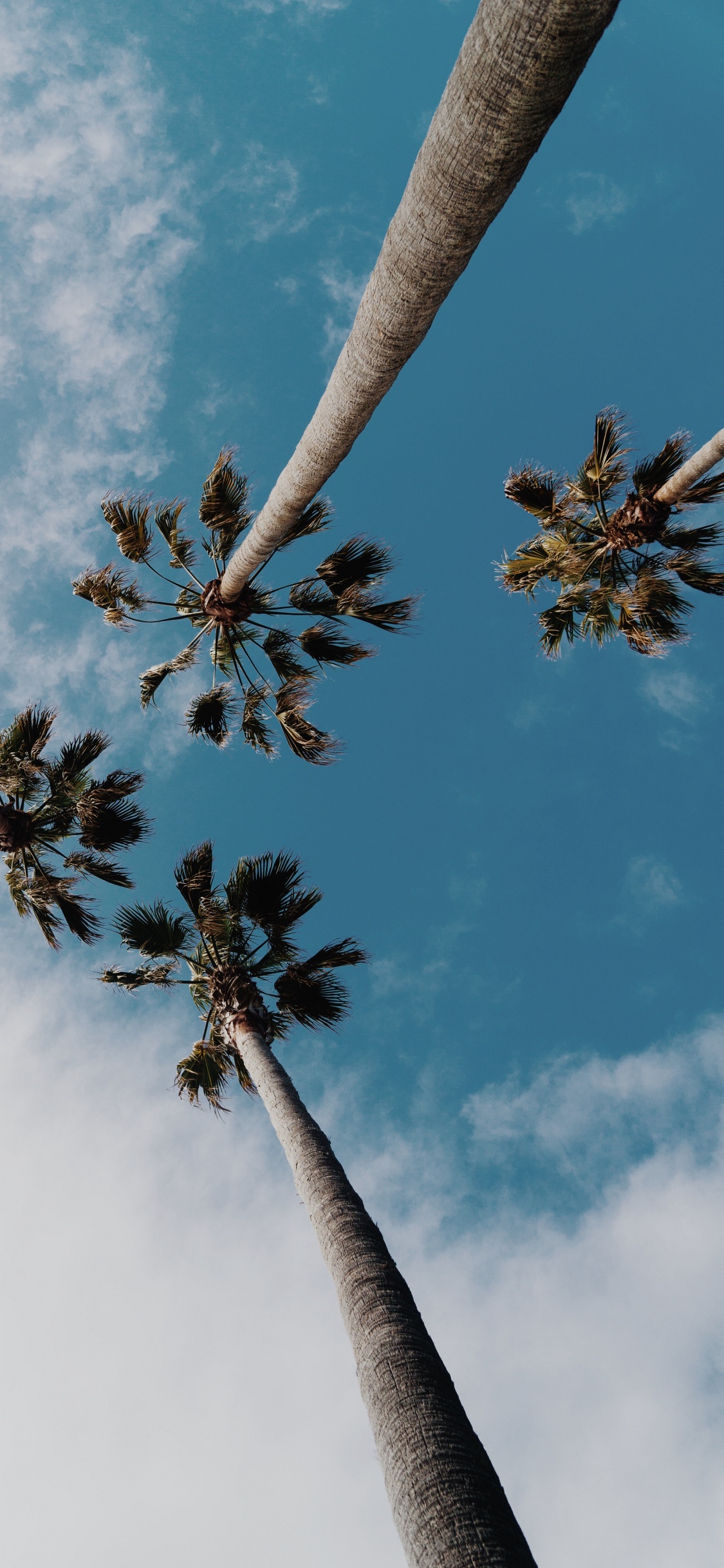 Palm Trees, Tree, Cloud, Daytime, Nature. Wallpaper in 1125x2436 Resolution