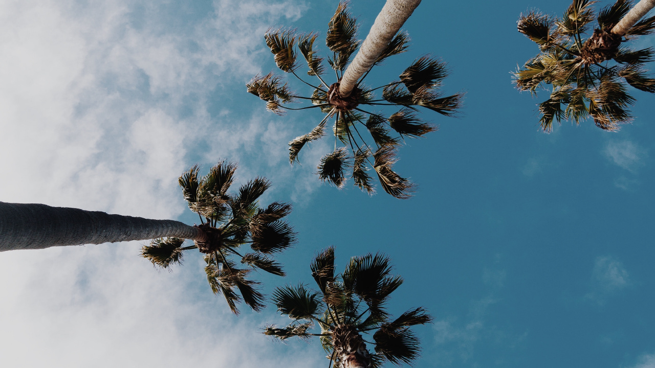 Palme, Baum, Cloud, Tageszeit, Natur. Wallpaper in 1280x720 Resolution