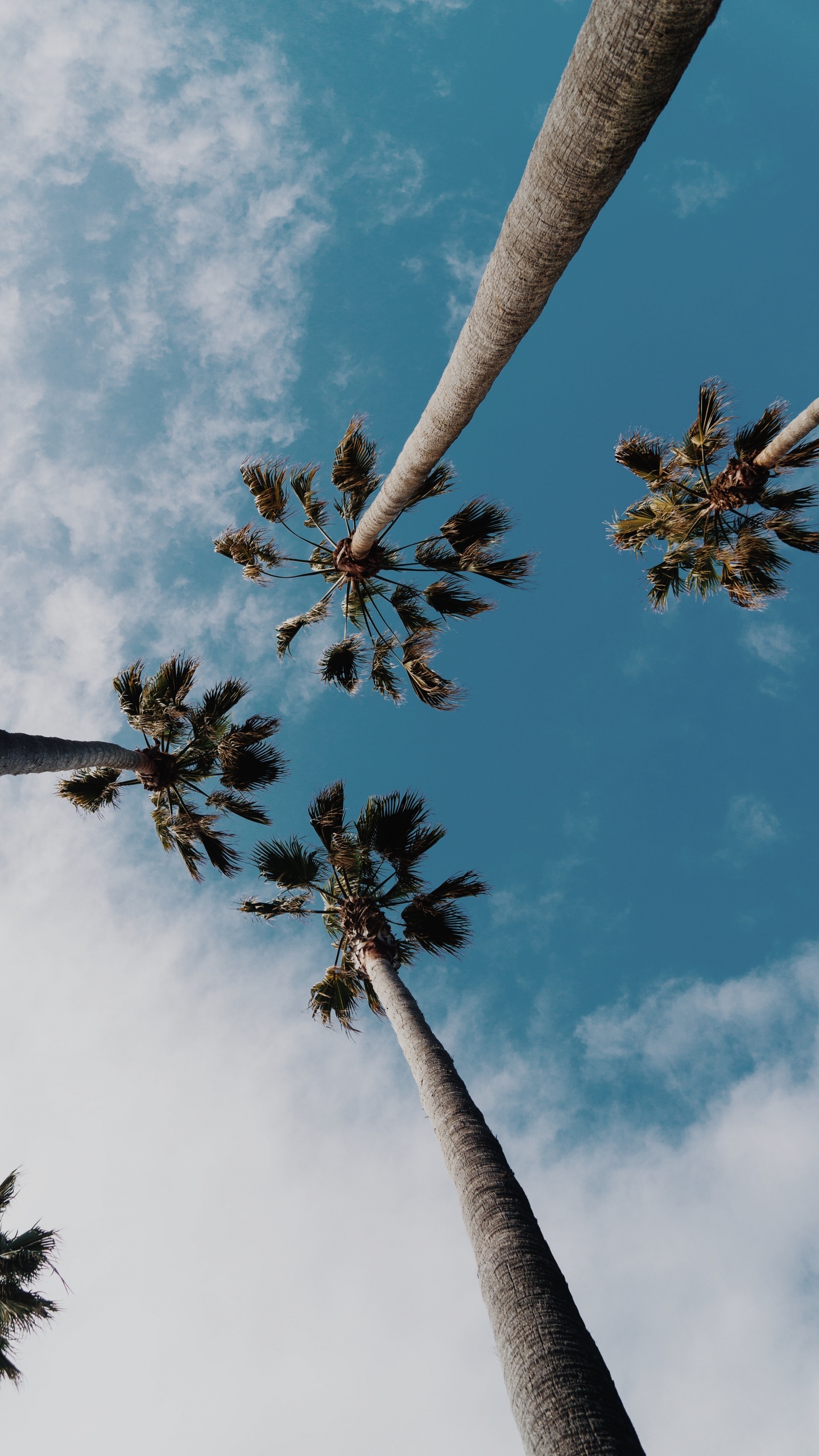 Palmera, Naturaleza, Azure, Sucursal, Ramita. Wallpaper in 1440x2560 Resolution