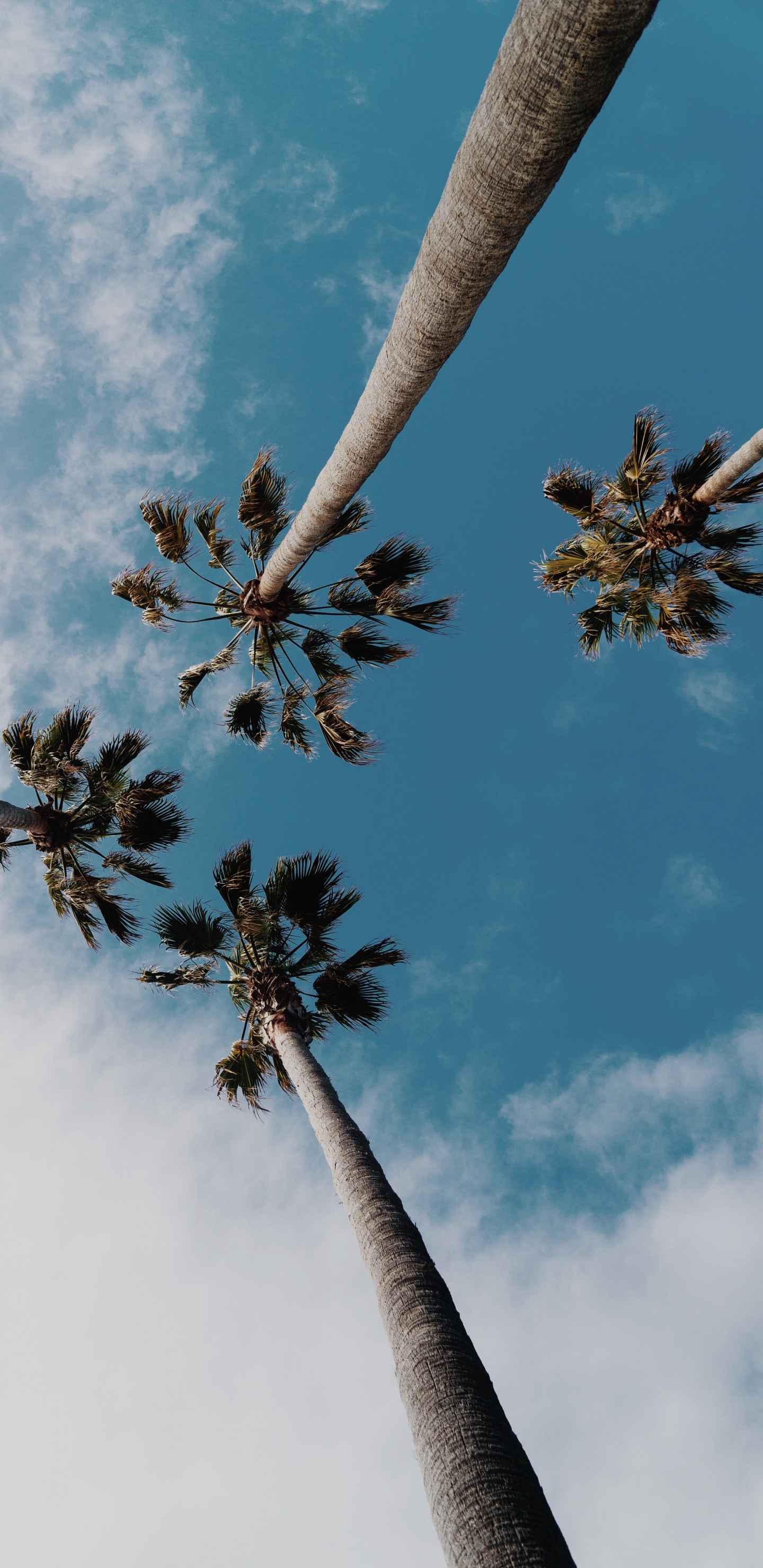 Palmera, Naturaleza, Azure, Sucursal, Ramita. Wallpaper in 1440x2960 Resolution