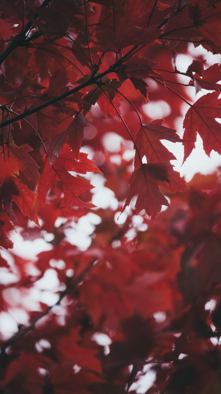 Leaf, Autumn, Red, Smartphone, Maple. Wallpaper in 750x1334 Resolution
