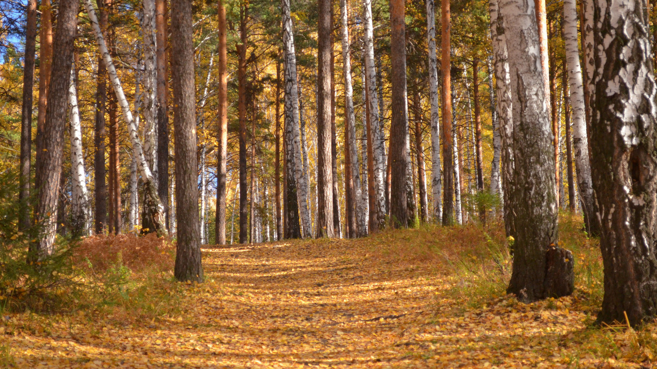 Brown Trees on Brown Field During Daytime. Wallpaper in 1280x720 Resolution