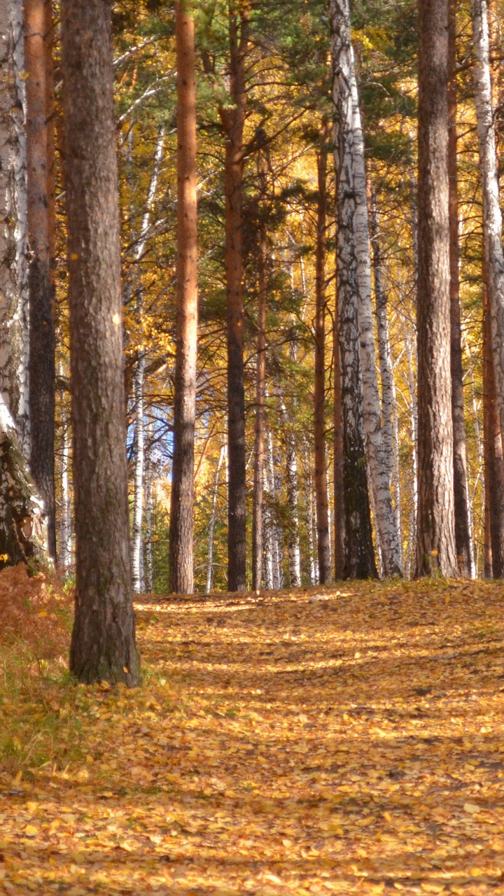 Braune Bäume Auf Braunem Feld Tagsüber. Wallpaper in 720x1280 Resolution