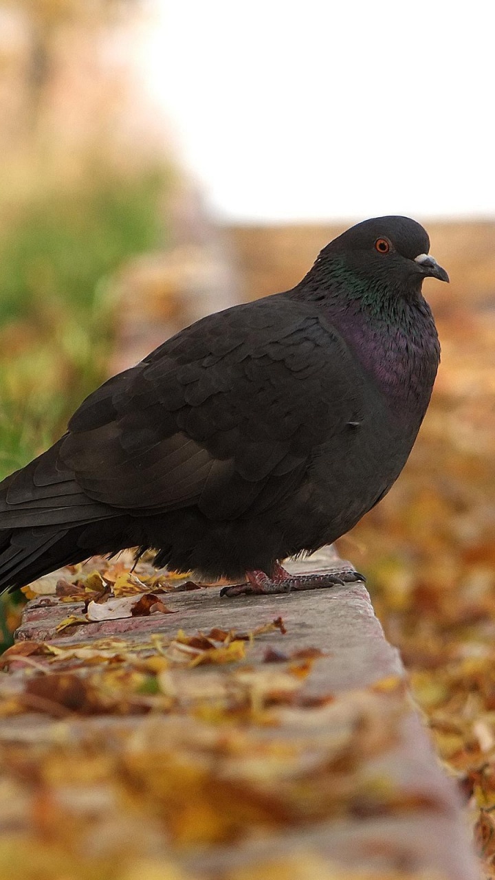 Black Bird on Brown Wooden Log During Daytime. Wallpaper in 720x1280 Resolution