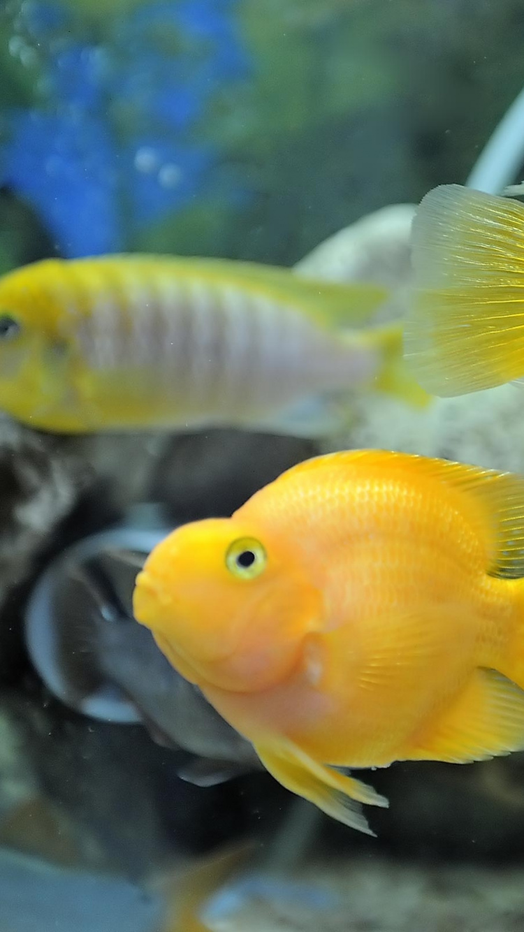 Yellow and White Fish in Water. Wallpaper in 750x1334 Resolution