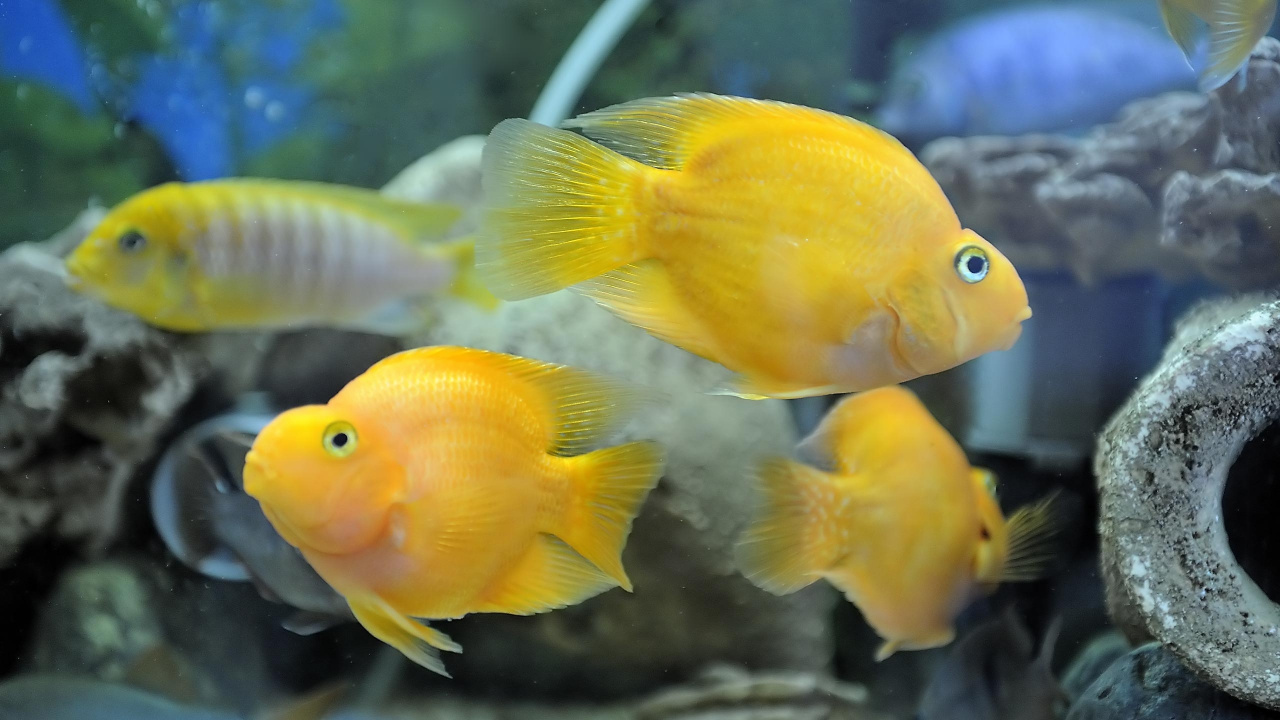 Poisson Jaune et Blanc Dans L'eau. Wallpaper in 1280x720 Resolution