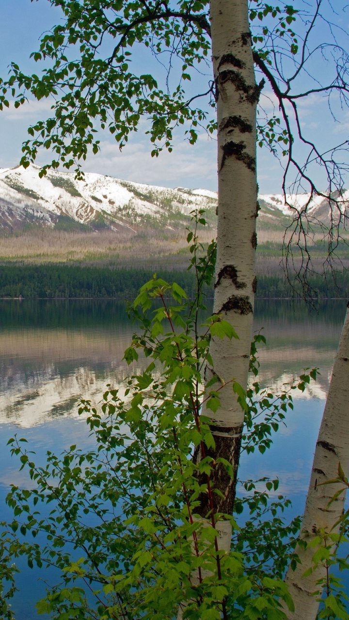 Green Trees Near Lake Under Blue Sky During Daytime. Wallpaper in 720x1280 Resolution